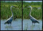 (27) blue heron montage.jpg    (1000x720)    318 KB                              click to see enlarged picture